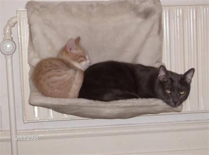 Blanding af racer Kalvin billede 4