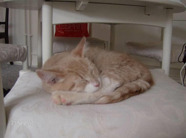 Blanding af racer Kalvin - Første lur efter at være kommet hjem... -det var hårdt at møde Karlsson.. ;-) billede 5