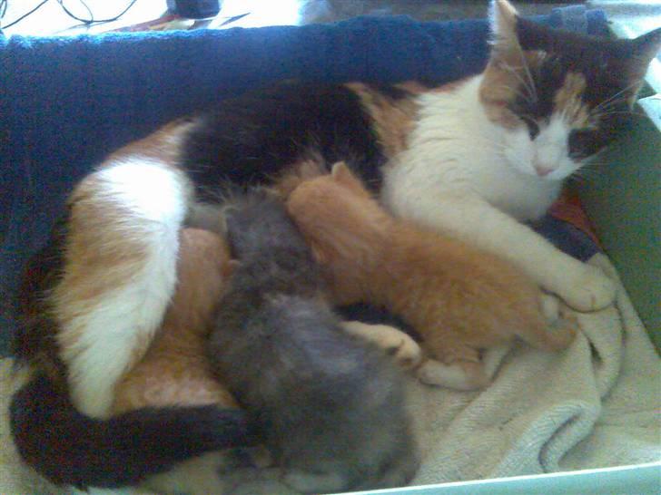 Huskat Sally billede 1