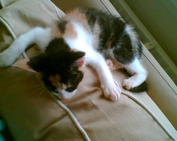 Huskat Sally billede 2