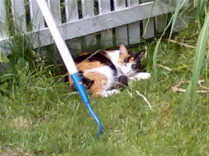 Huskat Sally billede 3