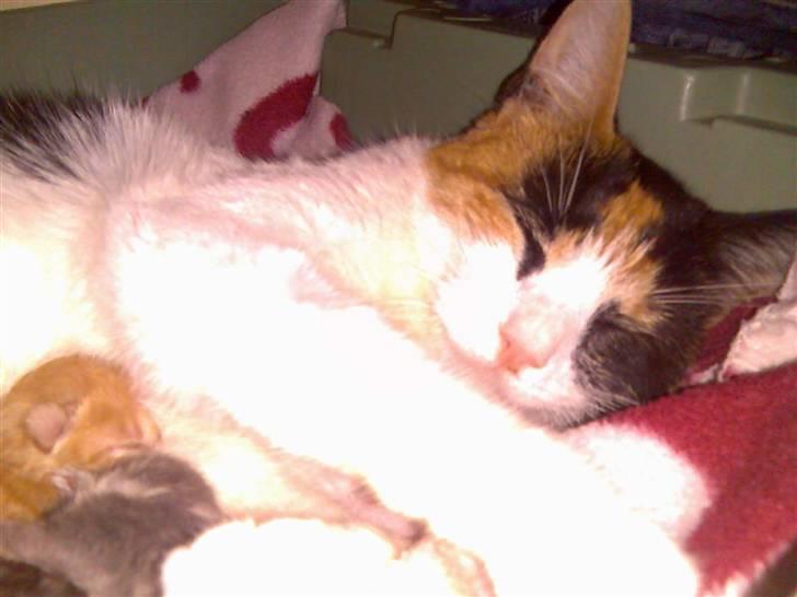 Huskat Sally billede 4