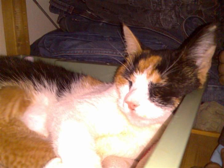 Huskat Sally billede 5