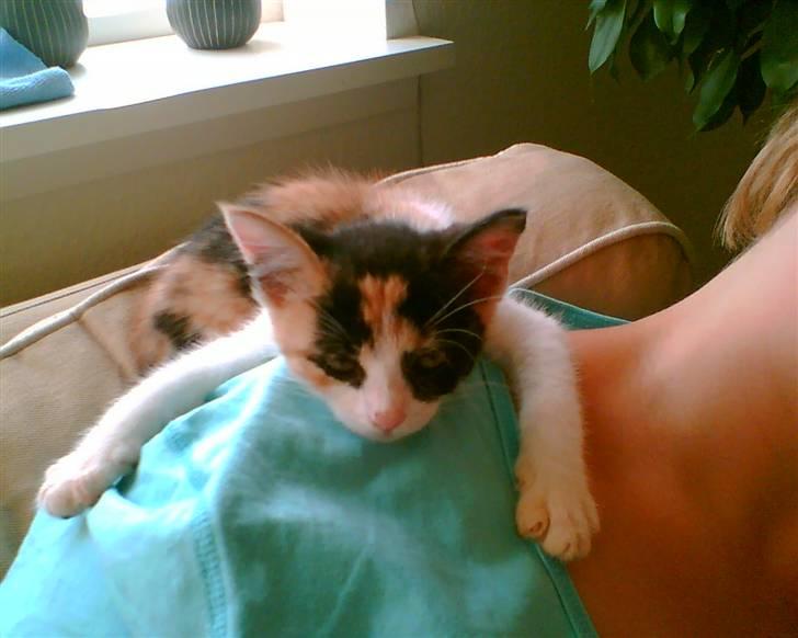 Huskat Sally billede 6