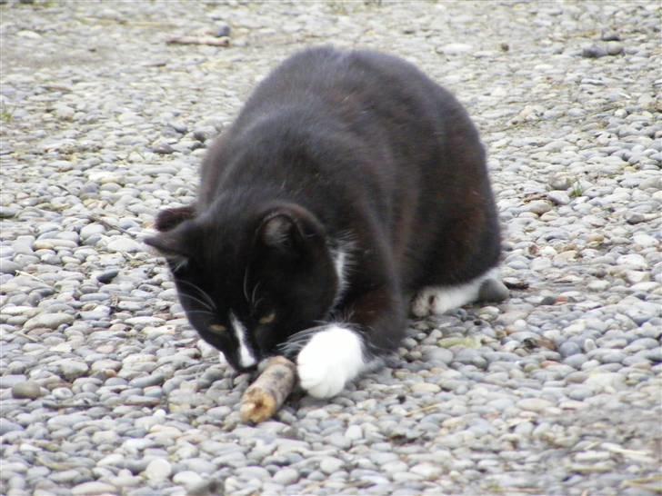 Huskat Tykke <3 billede 5