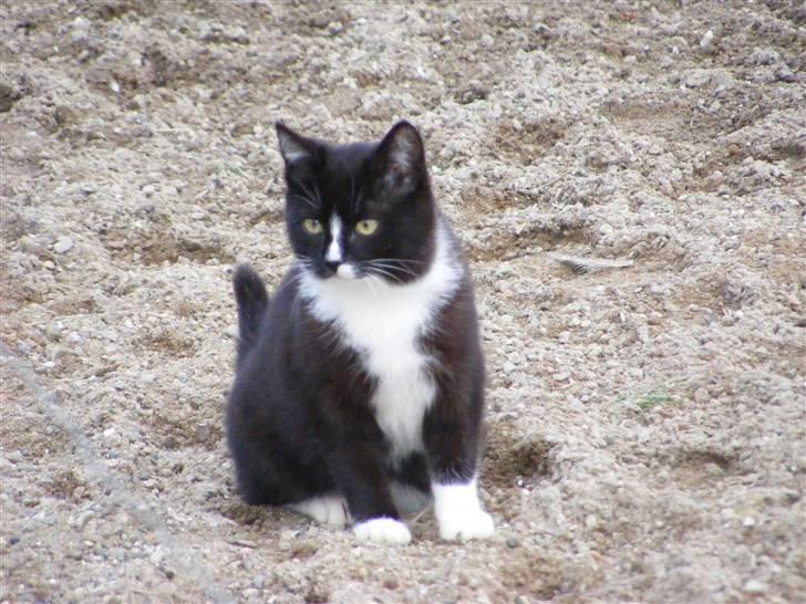 Huskat Tykke <3 billede 6