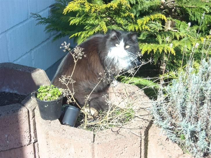 Blanding af racer Anton/Nullermand - dejligt solen endelig kommer, så er det med at nyde det billede 10