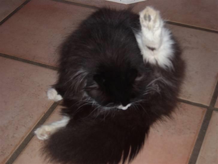 Blanding af racer Anton/Nullermand - man skal vaske sig over alt på kroppen billede 11