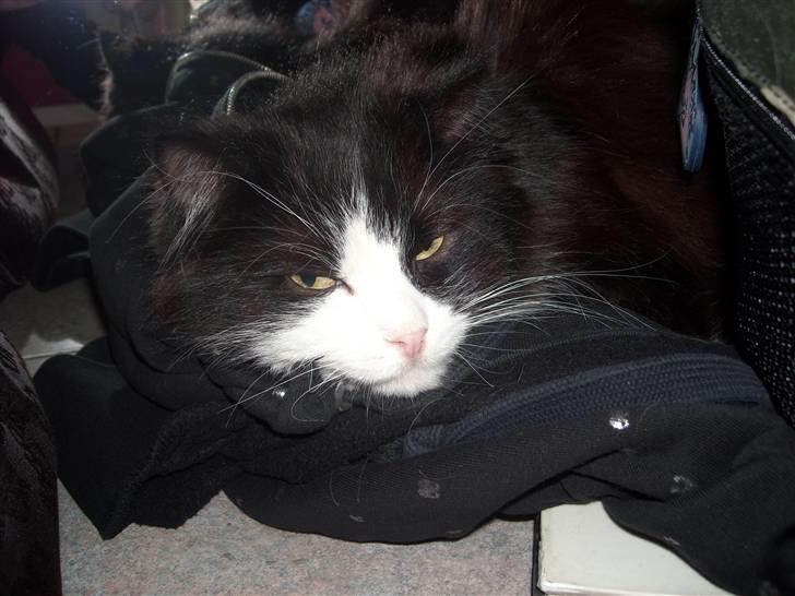 Blanding af racer Anton/Nullermand - LOOL jeg er træt billede 12