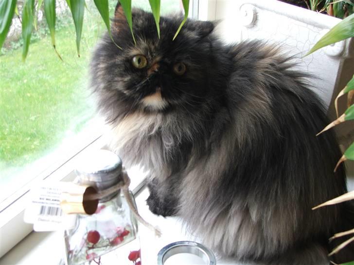 Perser Bella billede 1