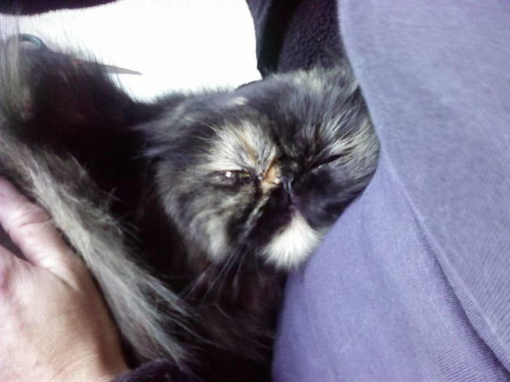 Perser Bella billede 2