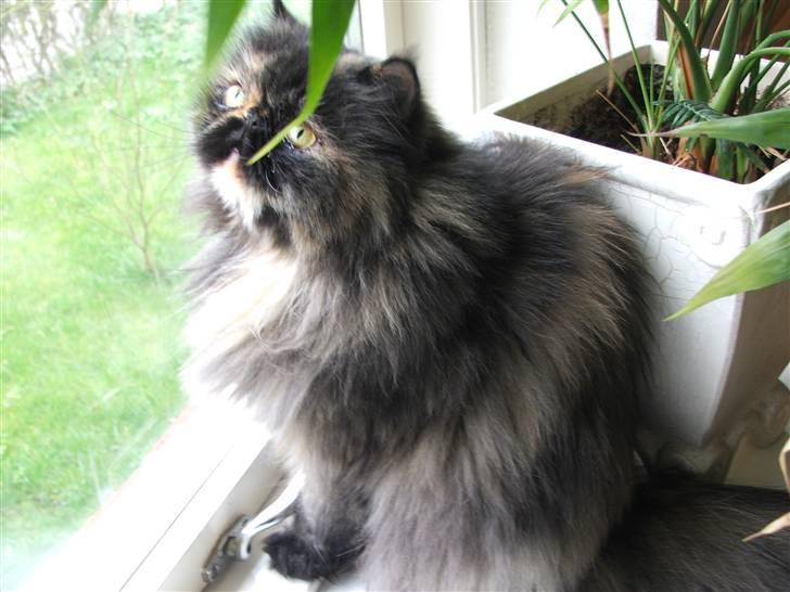 Perser Bella billede 3