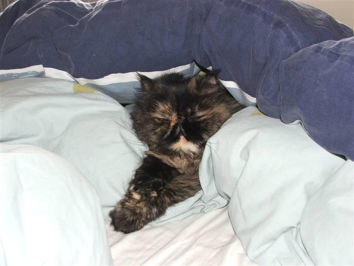 Perser Bella - mm, hvor er det skønt under den varme dyne :b billede 4