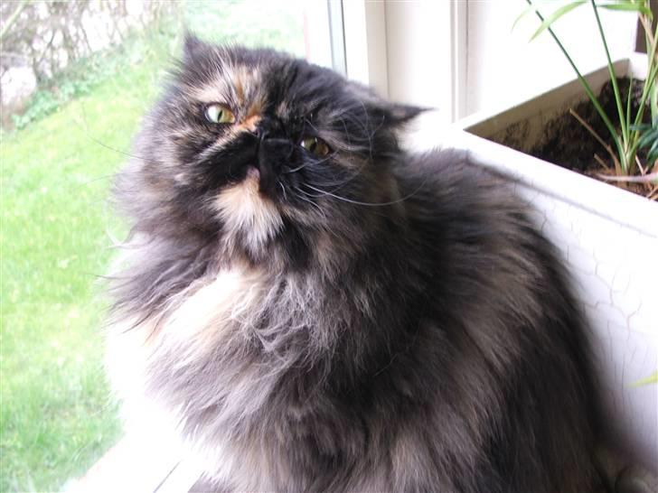 Perser Bella - "kan du så holde op med at tage alle de billeder!" billede 5