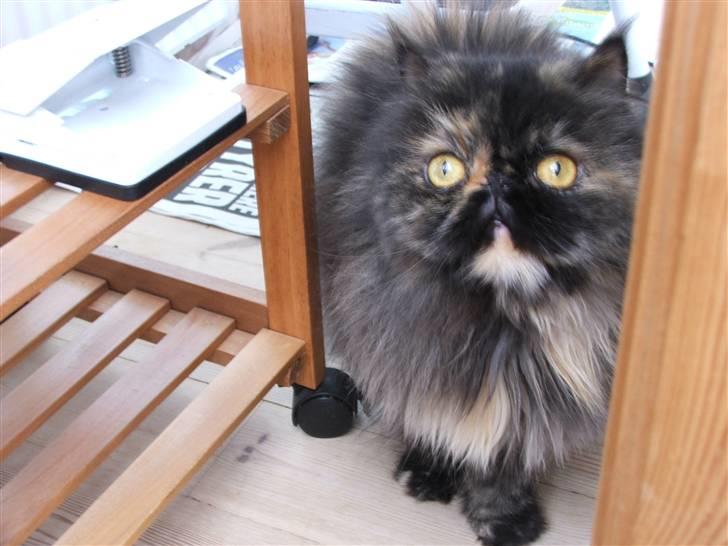 Perser Bella - "årh! var du der":O billede 6