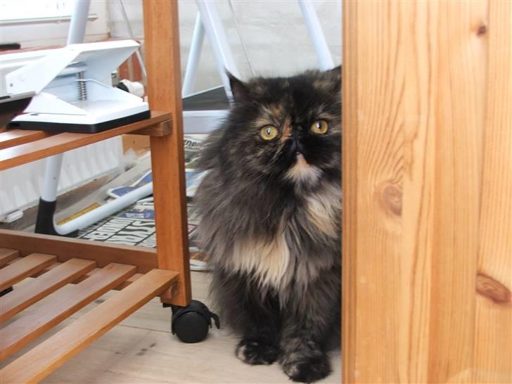 Perser Bella billede 7