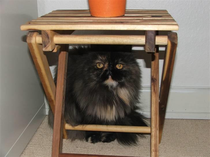 Perser Bella billede 8