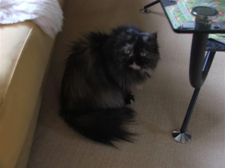 Perser Bella billede 9