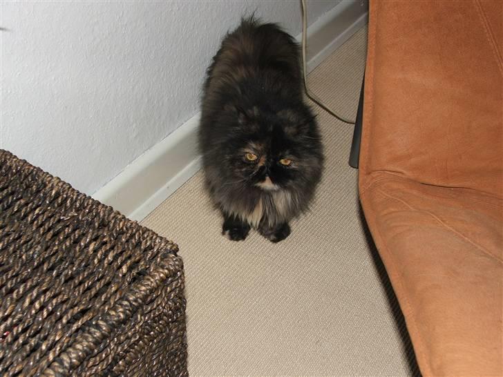 Perser Bella billede 10