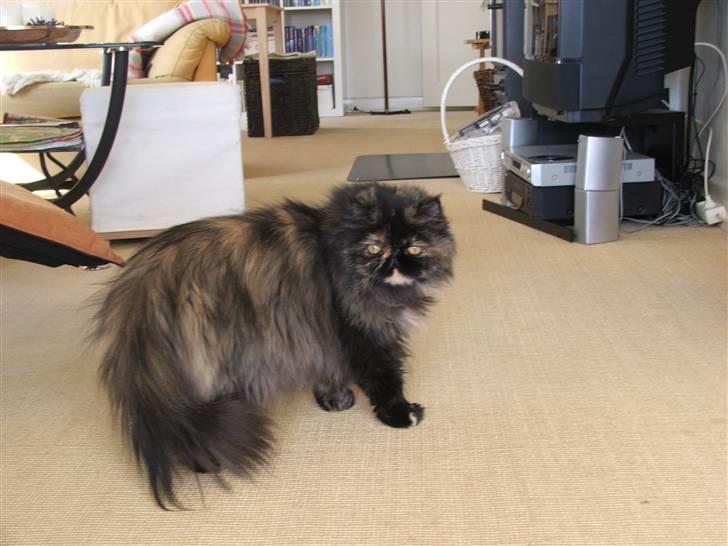 Perser Bella billede 11