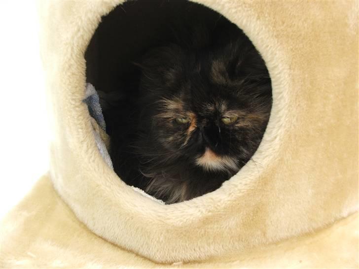 Perser Bella billede 12