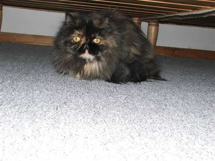 Perser Bella billede 13