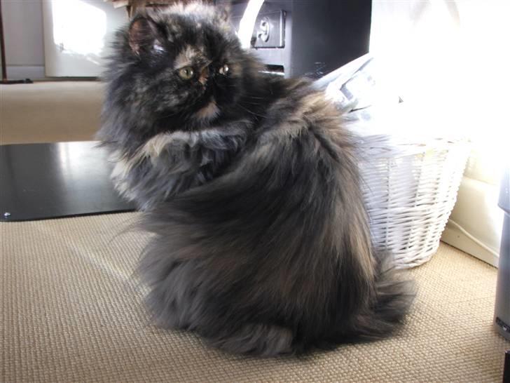 Perser Bella billede 14