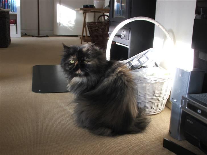 Perser Bella billede 15