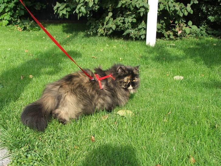 Perser Bella billede 16