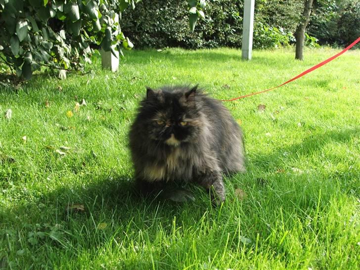 Perser Bella billede 17