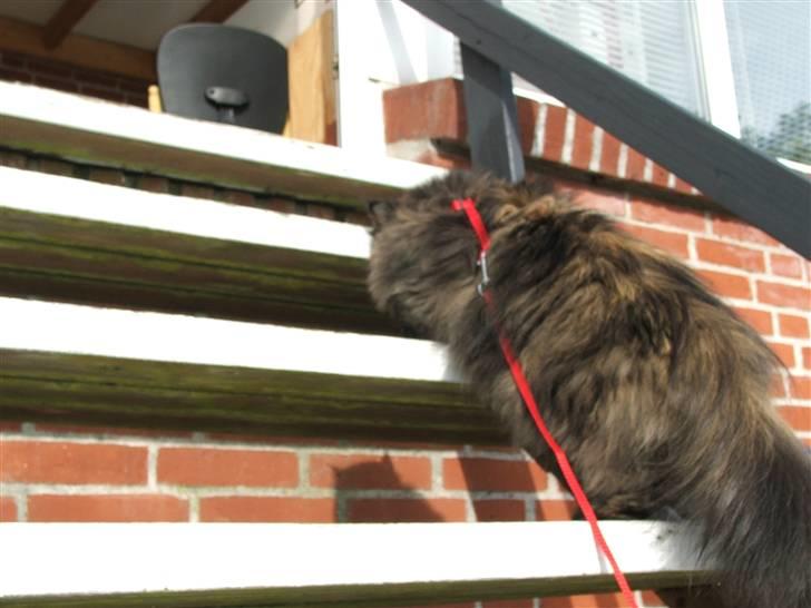 Perser Bella - "jeg vil ikke være ude mere!:/ får våde poter:(" billede 18