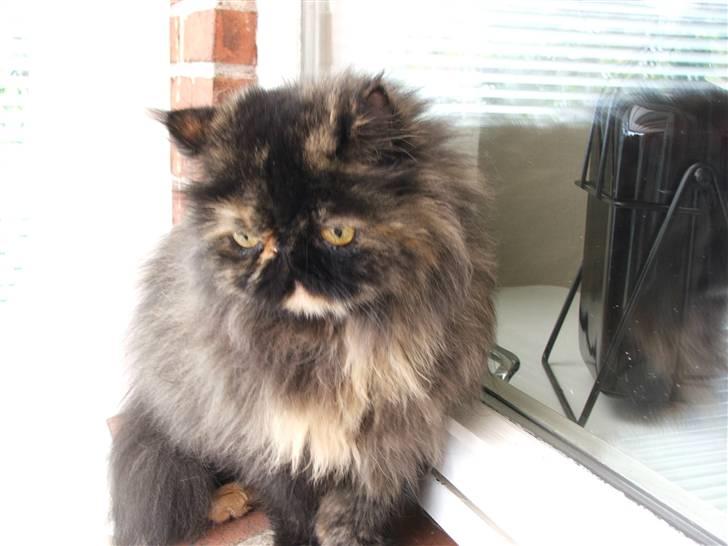 Perser Bella billede 19