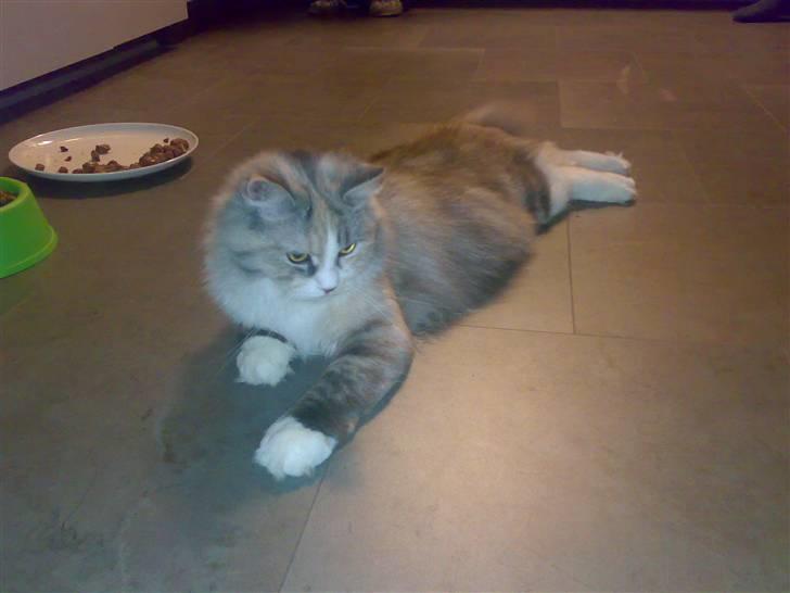 Blanding af racer Hellig Birma/Perser- Udel billede 1