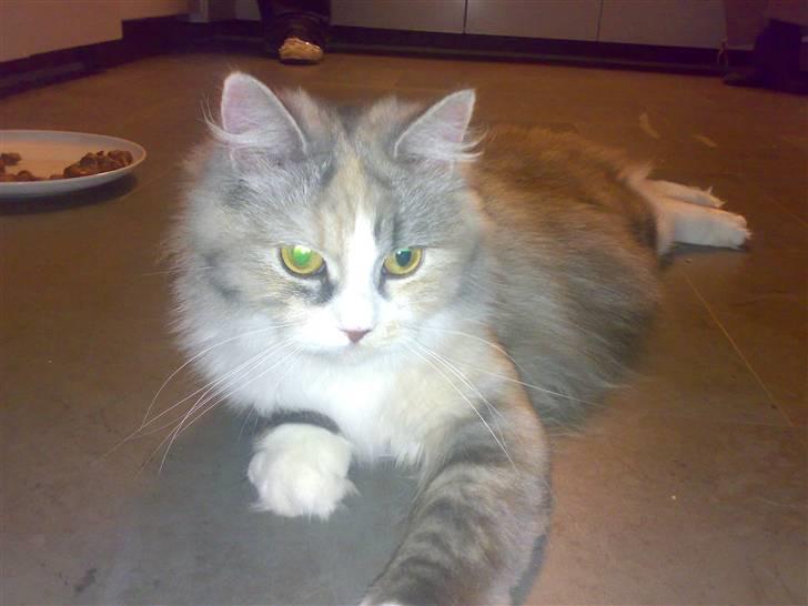 Blanding af racer Hellig Birma/Perser- Udel billede 2