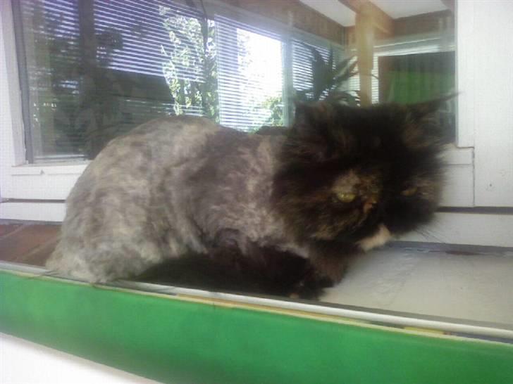 Perser Bella - her er hun blevet klippet hehe billede 20