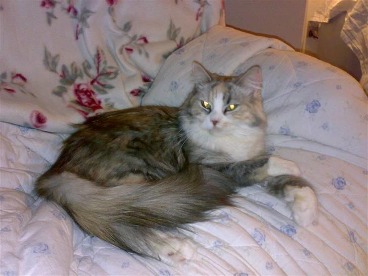 Blanding af racer Hellig Birma/Perser- Udel billede 3