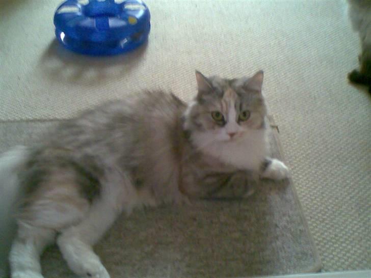 Blanding af racer Hellig Birma/Perser- Udel billede 4