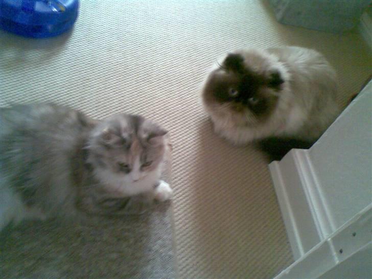 Blanding af racer Hellig Birma/Perser- Udel billede 5