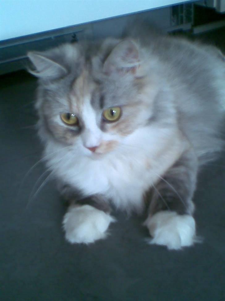 Blanding af racer Hellig Birma/Perser- Udel billede 6