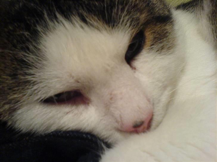 Huskat Findus' død :'( - nåår.. :* billede 2