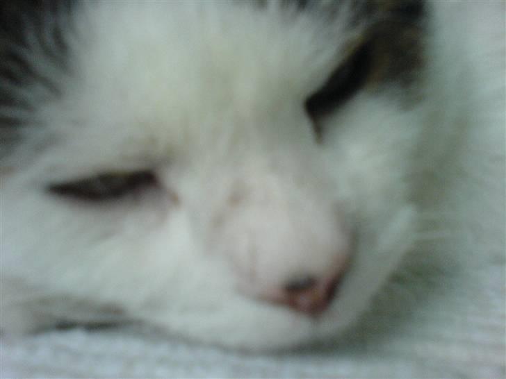 Huskat Findus' død :'( - Miin finnermus<3 billede 3