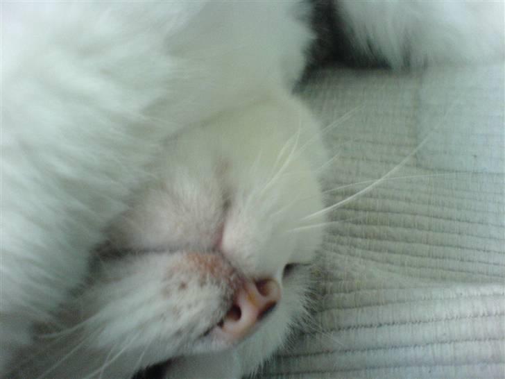 Huskat Findus' død :'( - rulle tur<3 billede 4