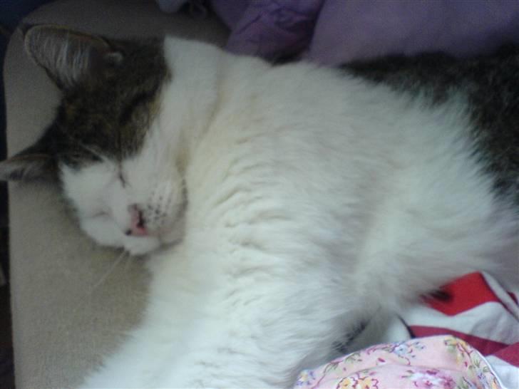 Huskat Findus' død :'( - Her sover han vist igen.. <3 billede 5