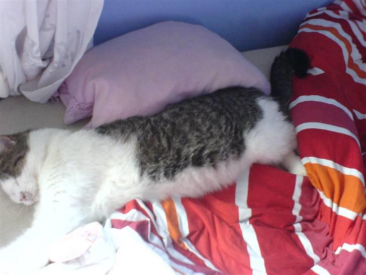 Huskat Findus' død :'( - Findus er en rigtig sovetryne. billede 6