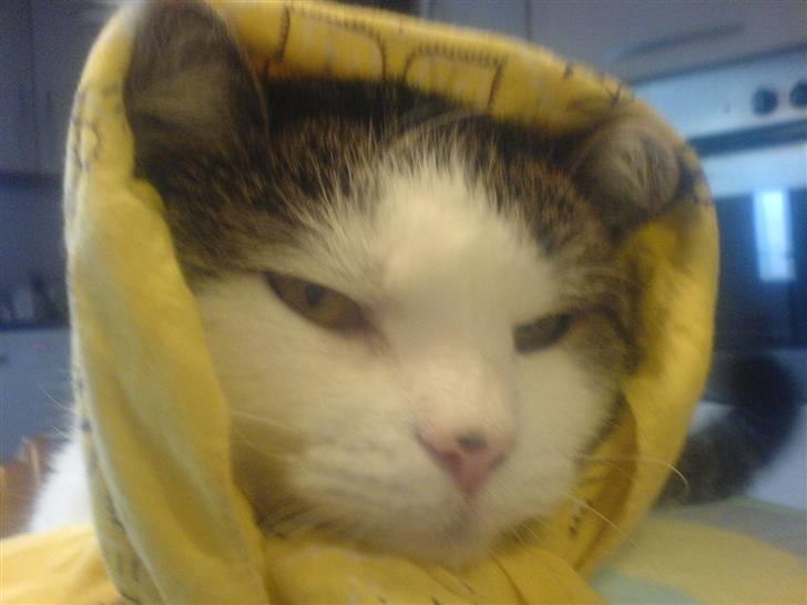 Huskat Findus' død :'( - Der er vist en bessemor her hva? billede 7