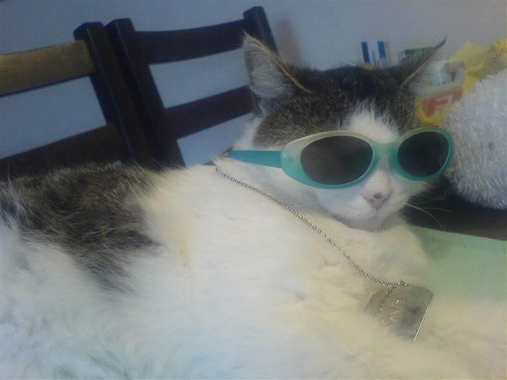 Huskat Findus' død :'( - Seje... ;) billede 8