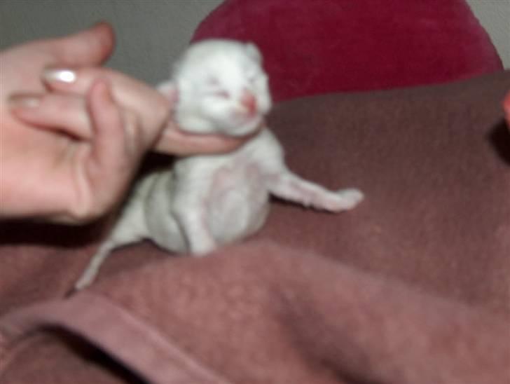 Maine Coon Napaloma´s Gucci billede 6