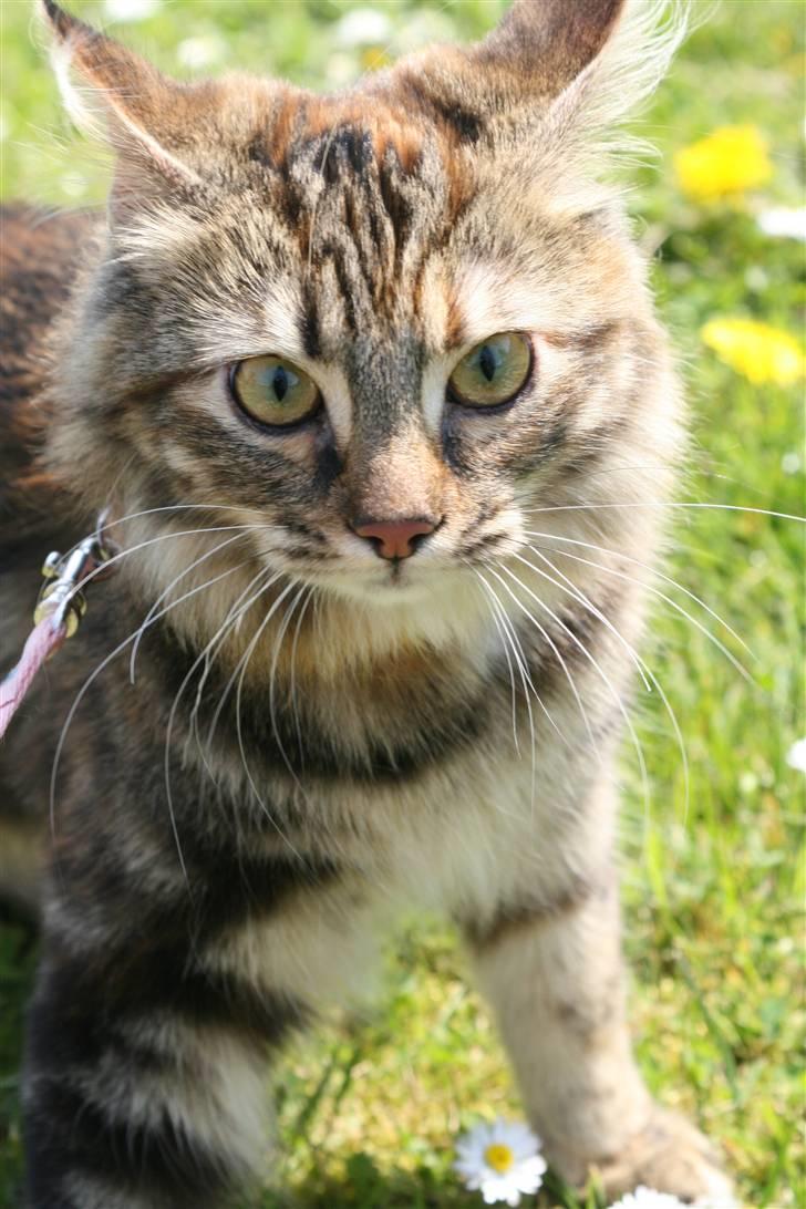 Norsk Skovkat Minie billede 4