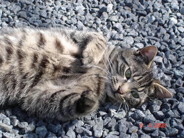 Blanding af racer Fister billede 1