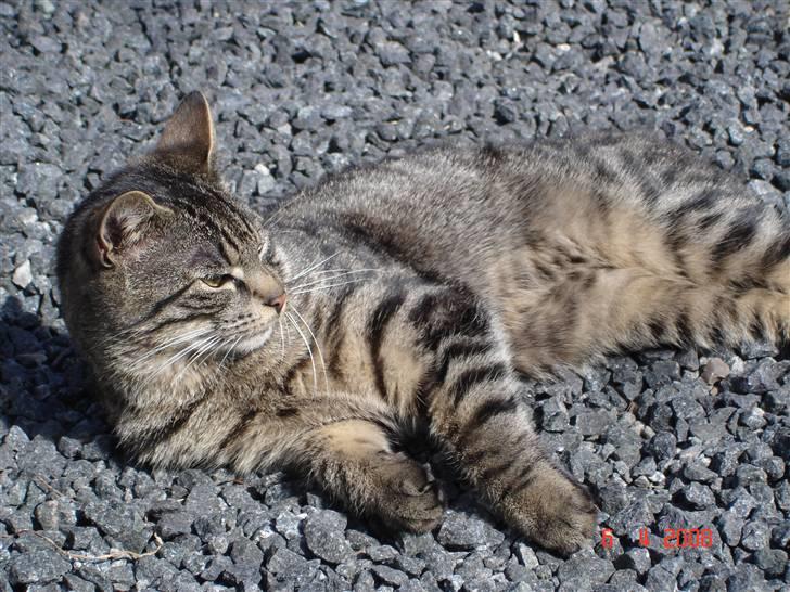 Blanding af racer Fister billede 2